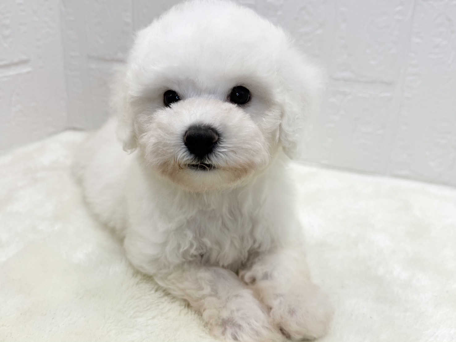 東京都のビションフリーゼ (かねだい青梅店/2025年6月8日生まれ/女の子/ホワイト)の子犬の3枚目の画像
