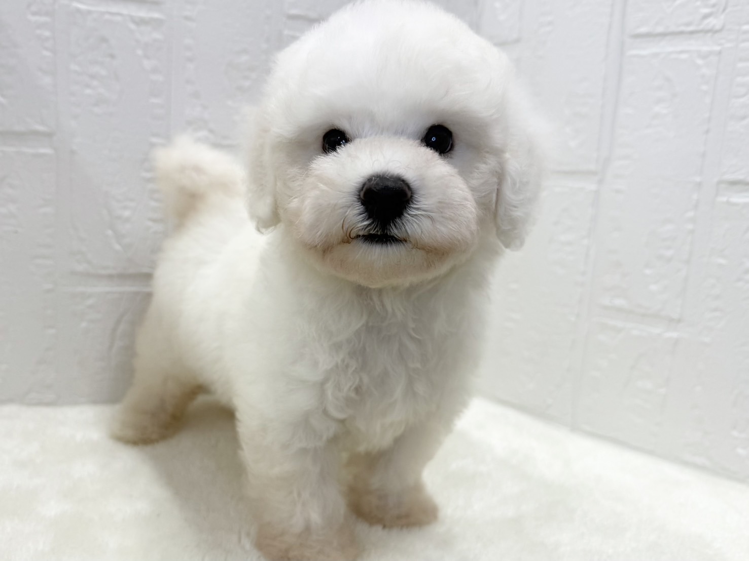 東京都のビションフリーゼ (かねだい青梅店/2025年6月8日生まれ/女の子/ホワイト)の子犬の4枚目の画像
