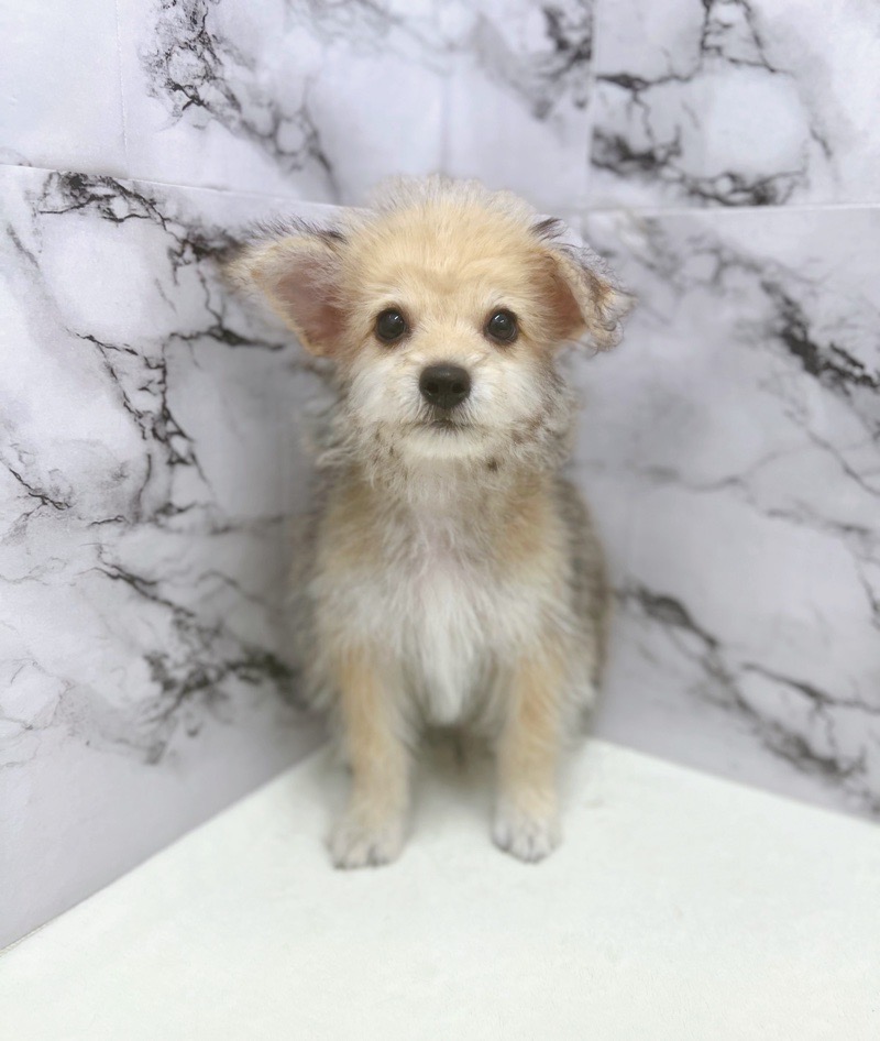 神奈川県のハーフ犬・ミックス犬 (かねだい東戸塚店/2025年6月1日生まれ/男の子/セーブル)の子犬の1枚目の画像
