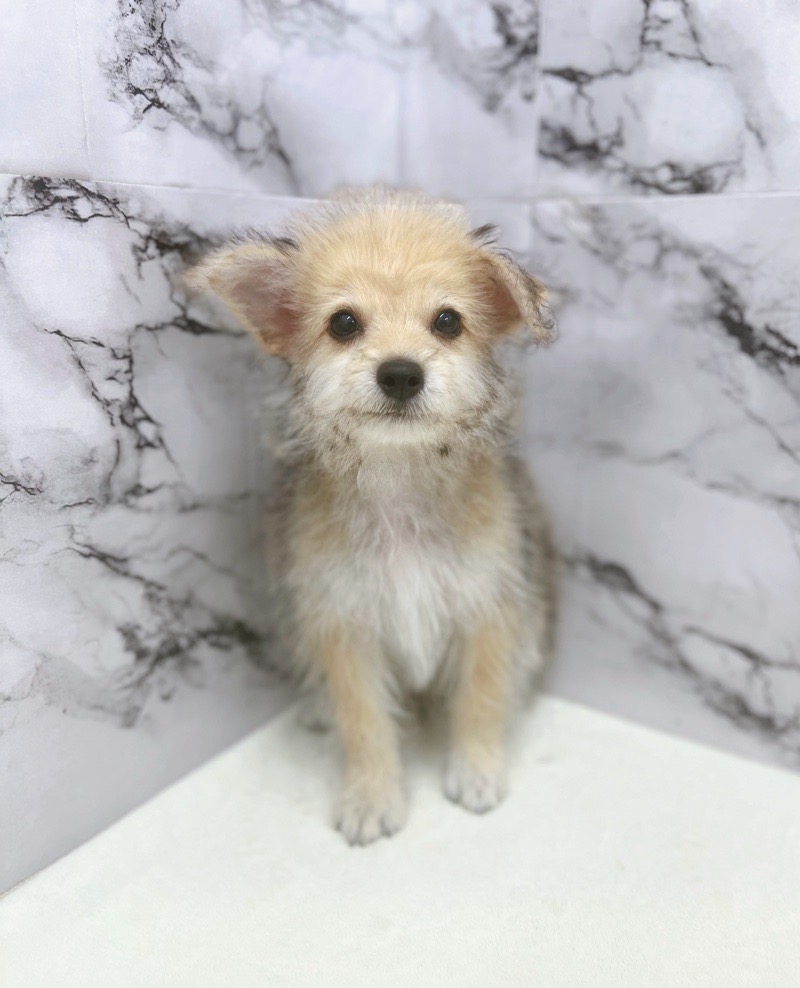 神奈川県のハーフ犬・ミックス犬 (かねだい東戸塚店/2025年6月1日生まれ/男の子/セーブル)の子犬の2枚目の画像