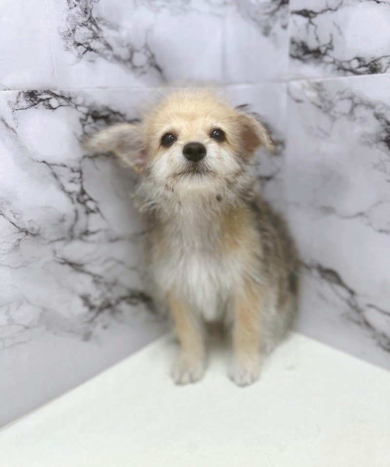 神奈川県のハーフ犬・ミックス犬 (かねだい東戸塚店/2025年6月1日生まれ/男の子/セーブル)の子犬の3枚目の画像