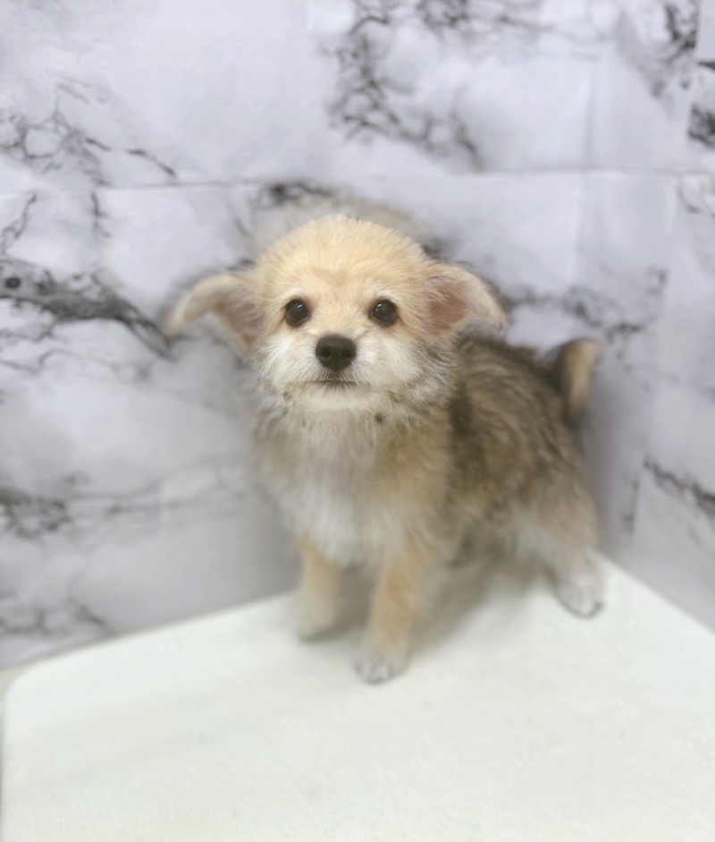 神奈川県のハーフ犬・ミックス犬 (かねだい東戸塚店/2025年6月1日生まれ/男の子/セーブル)の子犬の4枚目の画像