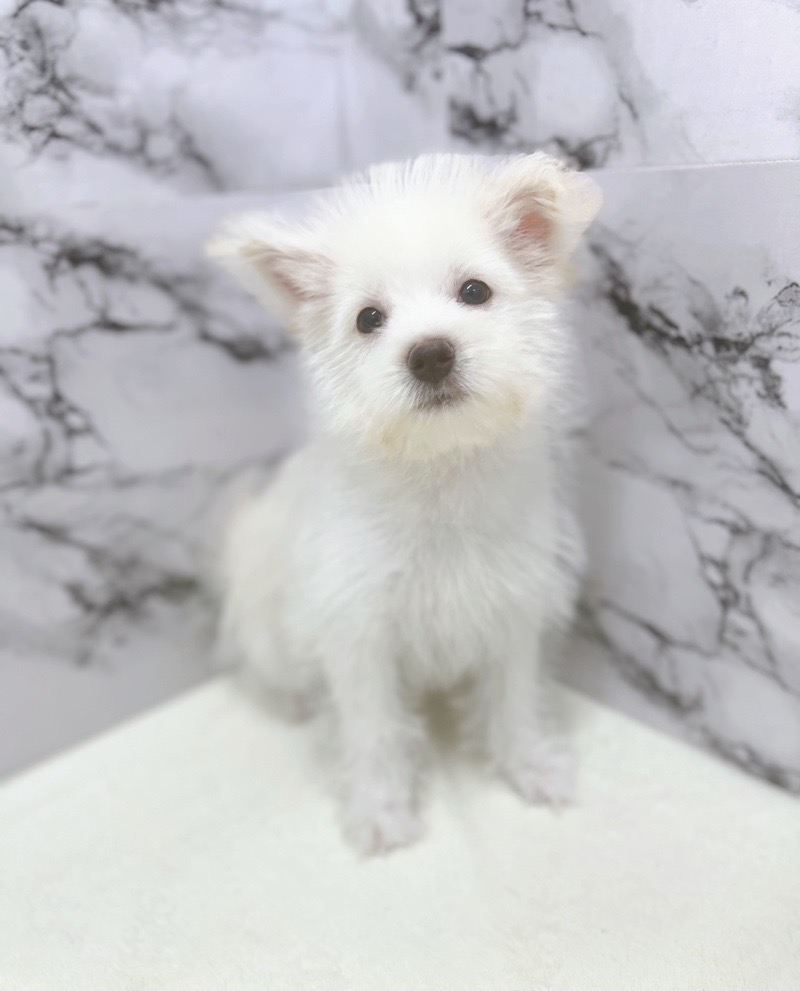 神奈川県のハーフ犬・ミックス犬 (かねだい東戸塚店/2025年6月7日生まれ/男の子/クリームホワイト)の子犬の3枚目の画像