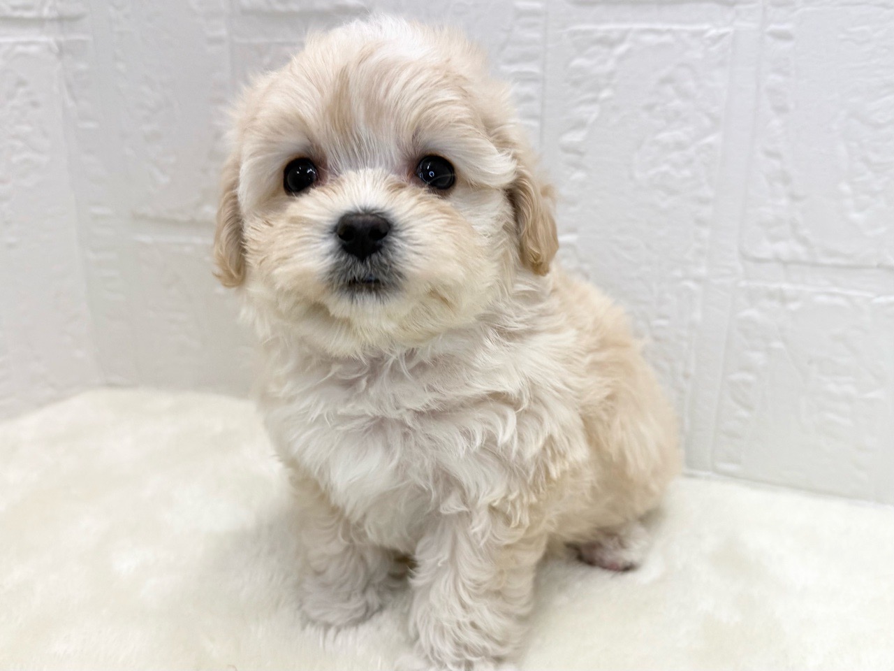 【ぷりんページ】トイプーさんとトイプーさん ぷりんページ】トイプーさんとトイプーさん ぷりんページ