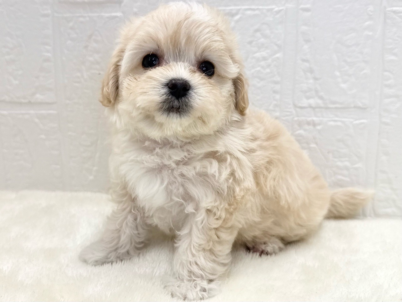 トイプーママ❤️ 価格の安いマルプー♀（父:トイ・プードル×母:マルチーズ）兄妹