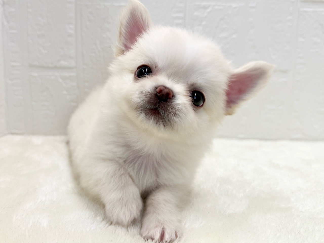 東京都のチワワ(ロング) (かねだい青梅店/2025年7月8日生まれ/男の子/クリーム)の子犬の2枚目の画像