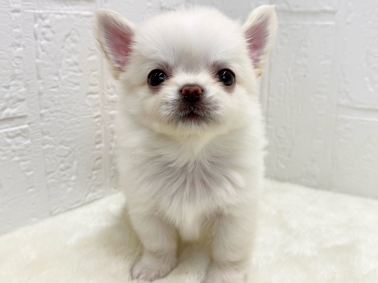 東京都のチワワ(ロング) (かねだい青梅店/2025年7月8日生まれ/男の子/クリーム)の子犬の3枚目の画像