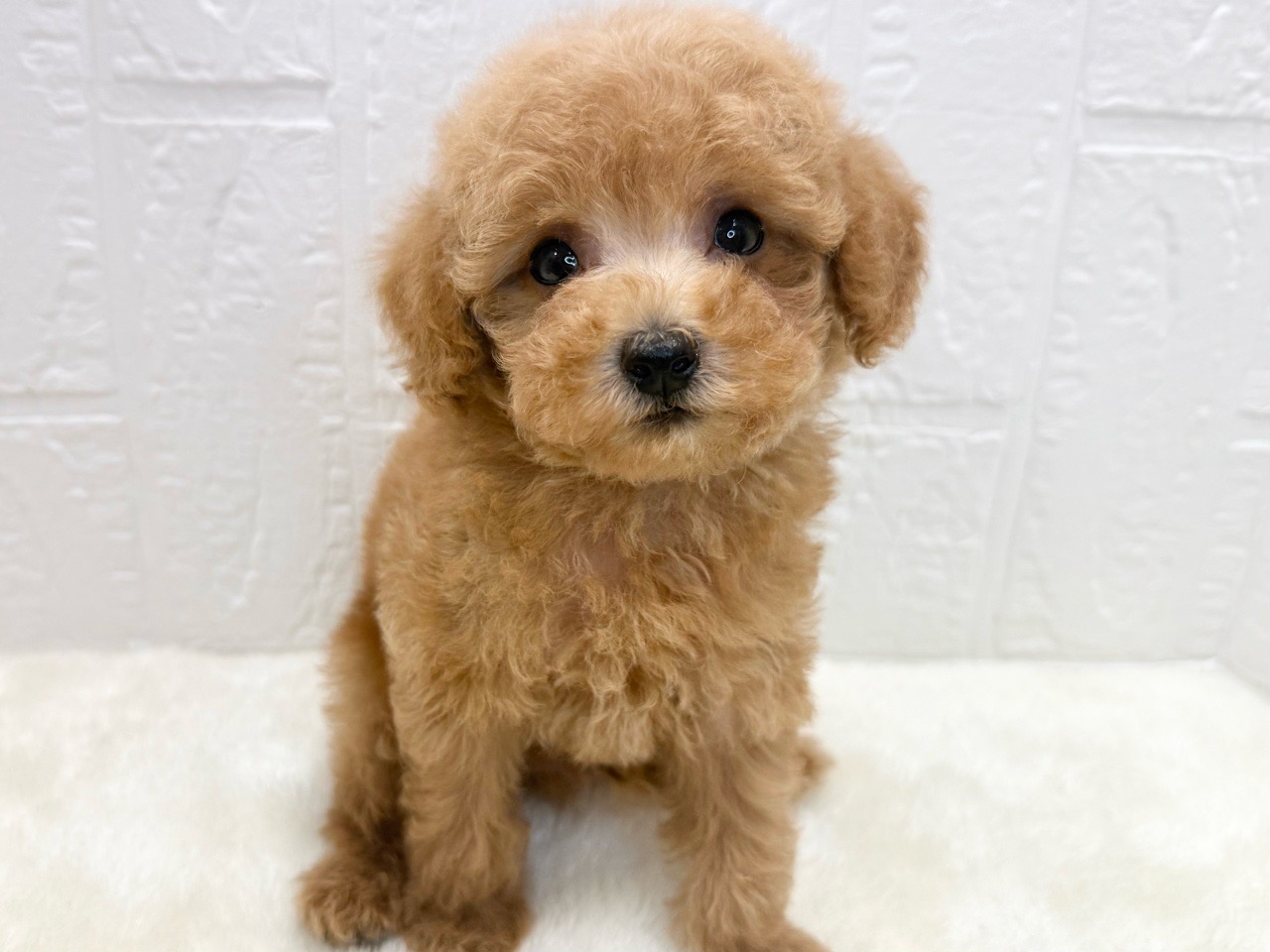 東京都のトイプードル(トイ) (かねだい青梅店/2025年7月6日生まれ/男の子/レッド)の子犬の2枚目の画像