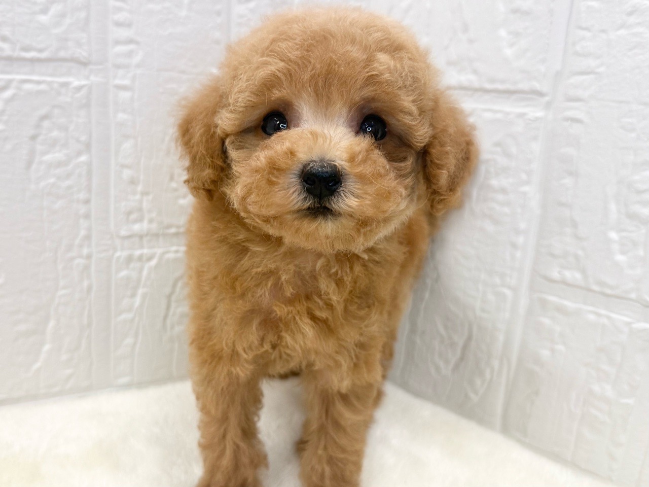 東京都のトイプードル(トイ) (かねだい青梅店/2025年7月6日生まれ/男の子/レッド)の子犬の3枚目の画像