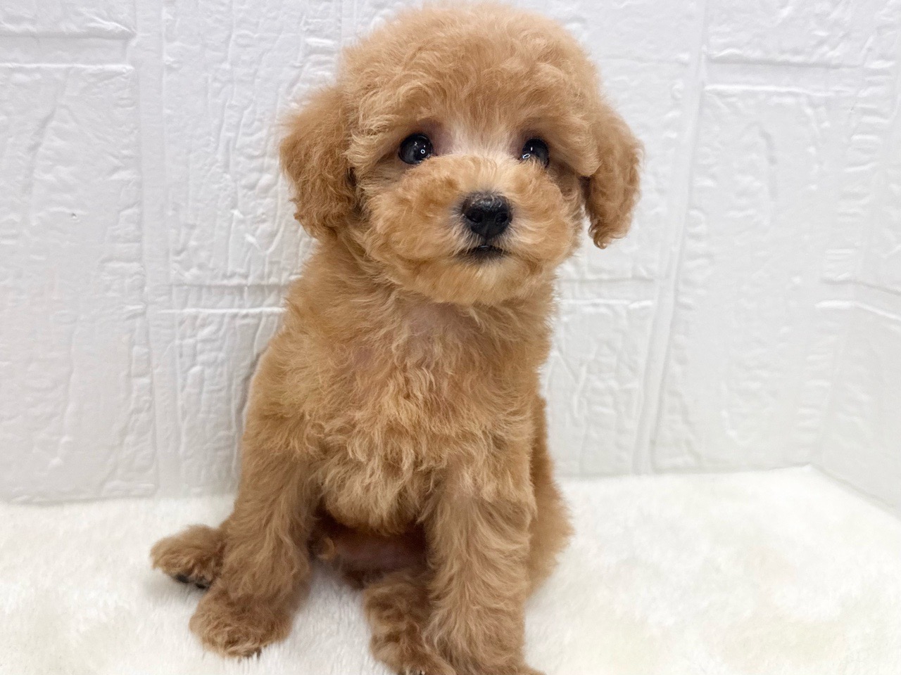 東京都のトイプードル(トイ) (かねだい青梅店/2025年7月6日生まれ/男の子/レッド)の子犬の4枚目の画像