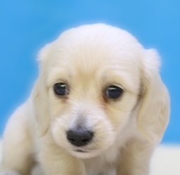 埼玉県のミニチュアダックスフンド(ロング) (かねだい草加店/2025年7月5日生まれ/男の子/イエロー)の子犬の2枚目の画像
