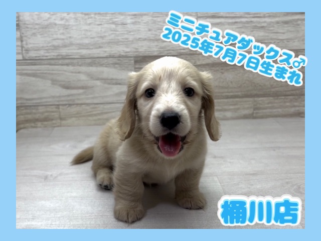 埼玉県のミニチュアダックスフンド(ロング) (かねだい桶川店/2025年7月7日生まれ/男の子/イエロー)の子犬の1枚目の画像