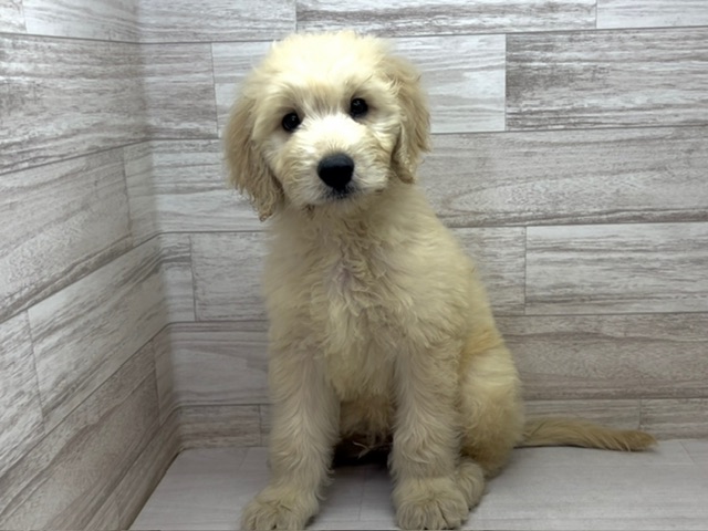 埼玉県のハーフ犬・ミックス犬 (かねだい桶川店/2025年7月3日生まれ/男の子/その他色)の子犬の2枚目の画像