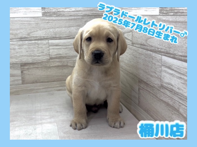 埼玉県のラブラドールレトリーバー (かねだい桶川店/2025年7月8日生まれ/男の子/イエロー)の子犬の1枚目の画像