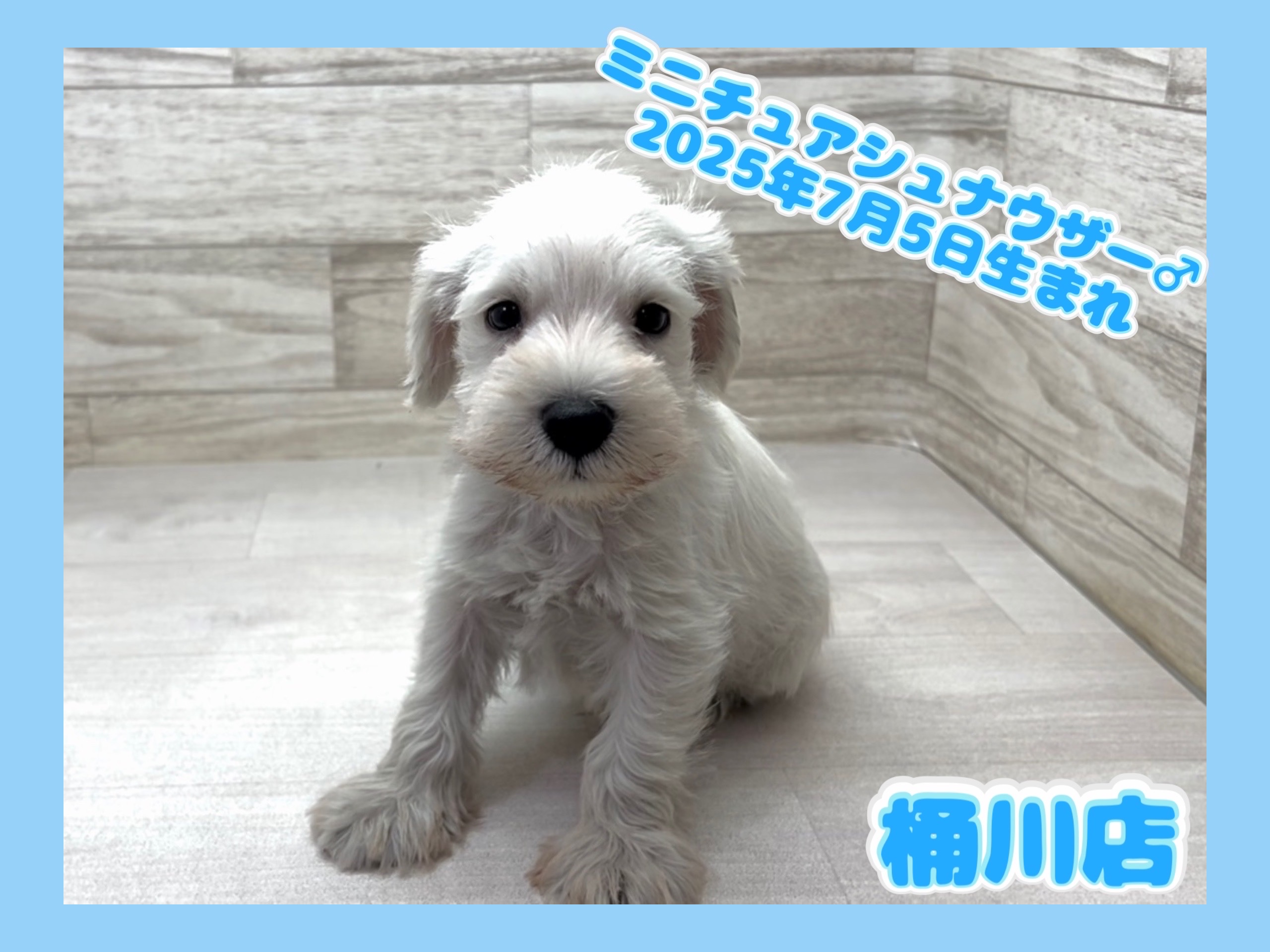 埼玉県のミニチュアシュナウザー (かねだい桶川店/2025年7月5日生まれ/男の子/ホワイト)の子犬の1枚目の画像