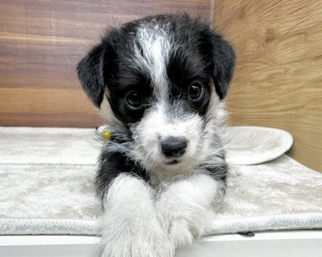 群馬県のハーフ犬・ミックス犬 (かねだいペットトライアル桐生/2025年7月6日生まれ/男の子/ブラックホワイト)の子犬の1枚目の画像