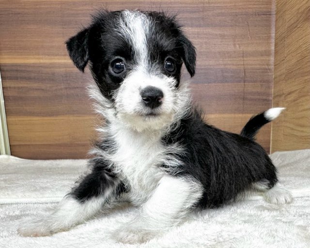 群馬県のハーフ犬・ミックス犬 (かねだいペットトライアル桐生/2025年7月6日生まれ/男の子/ブラックホワイト)の子犬の3枚目の画像