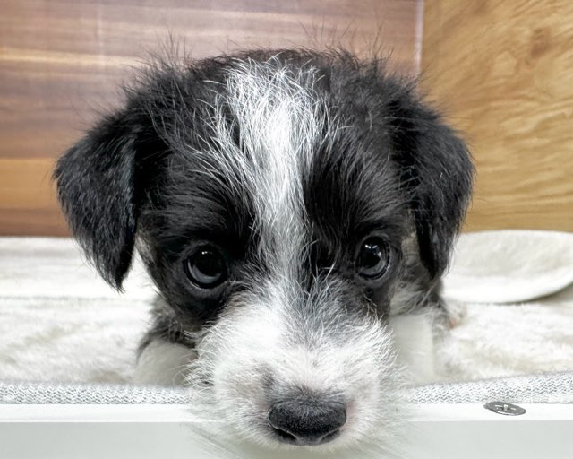 群馬県のハーフ犬・ミックス犬 (かねだいペットトライアル桐生/2025年7月6日生まれ/男の子/ブラックホワイト)の子犬の4枚目の画像