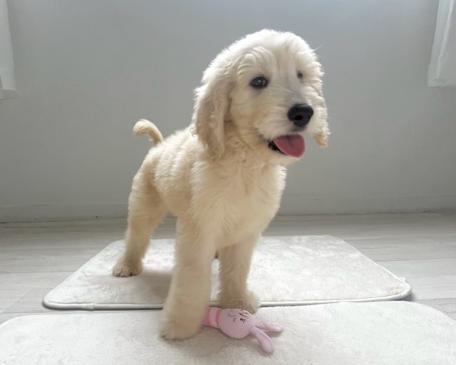 群馬県のハーフ犬・ミックス犬 (かねだいペットトライアル桐生/2025年7月3日生まれ/男の子/クリーム)の子犬の1枚目の画像