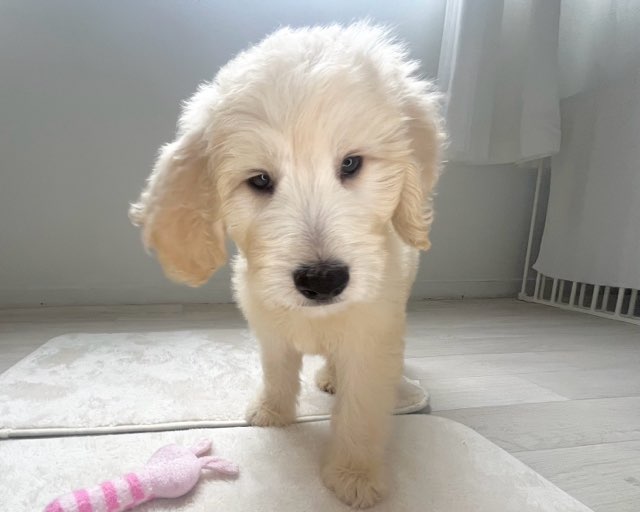 群馬県のハーフ犬・ミックス犬 (かねだいペットトライアル桐生/2025年7月3日生まれ/男の子/クリーム)の子犬の2枚目の画像