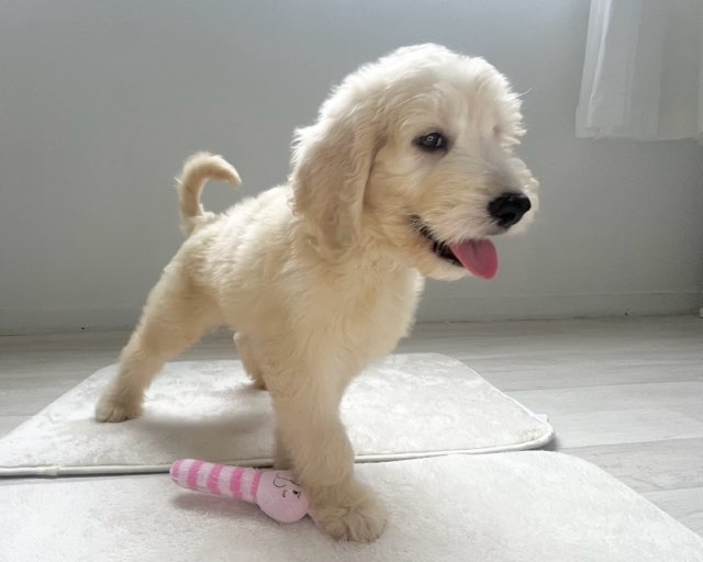 群馬県のハーフ犬・ミックス犬 (かねだいペットトライアル桐生/2025年7月3日生まれ/男の子/クリーム)の子犬の3枚目の画像