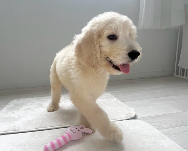 群馬県のハーフ犬・ミックス犬 (かねだいペットトライアル桐生/2025年7月3日生まれ/男の子/クリーム)の子犬の4枚目の画像