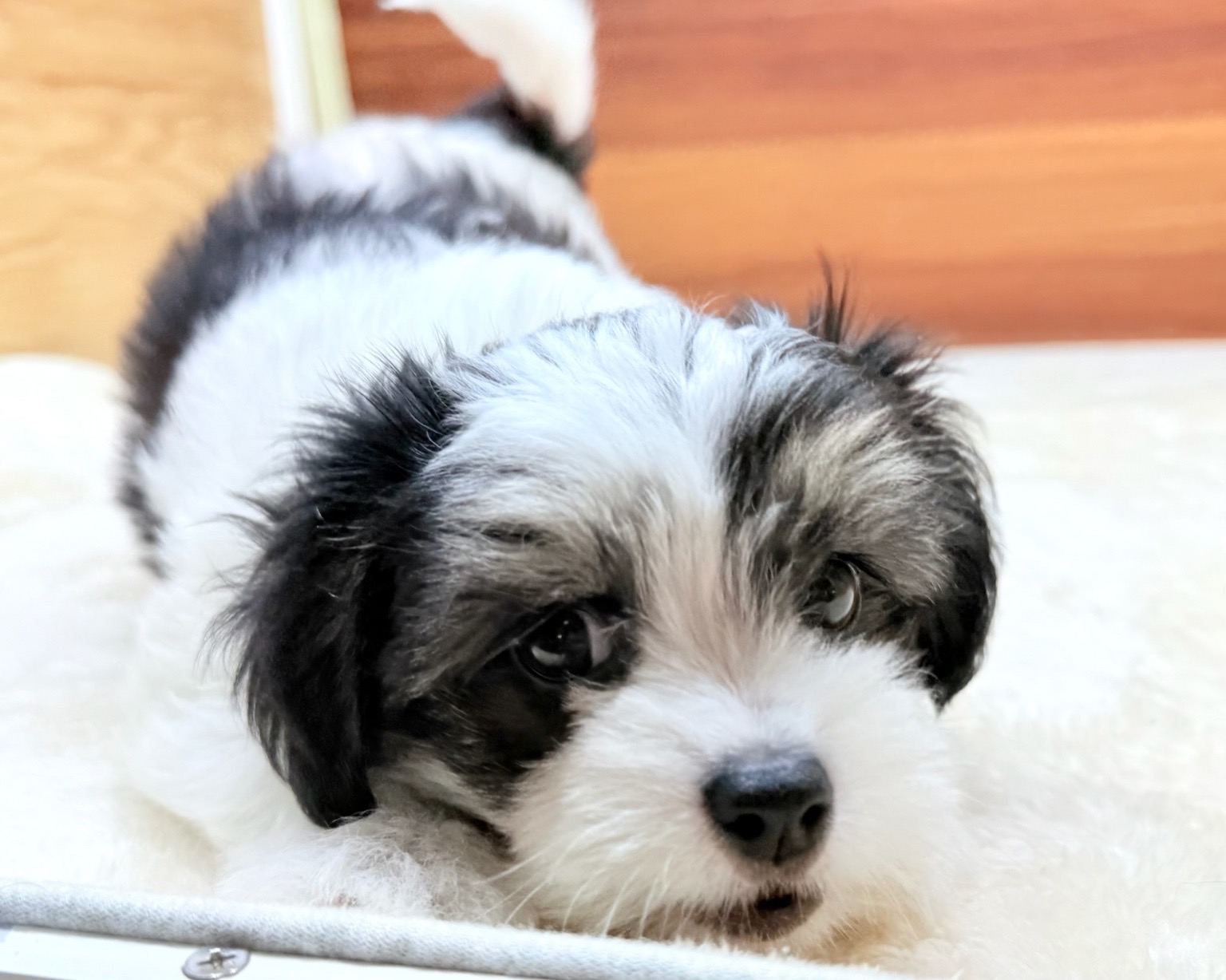 群馬県のハーフ犬・ミックス犬 (かねだいペットトライアル桐生/2025年6月10日生まれ/女の子/ホワイトブラックタン)の子犬の2枚目の画像