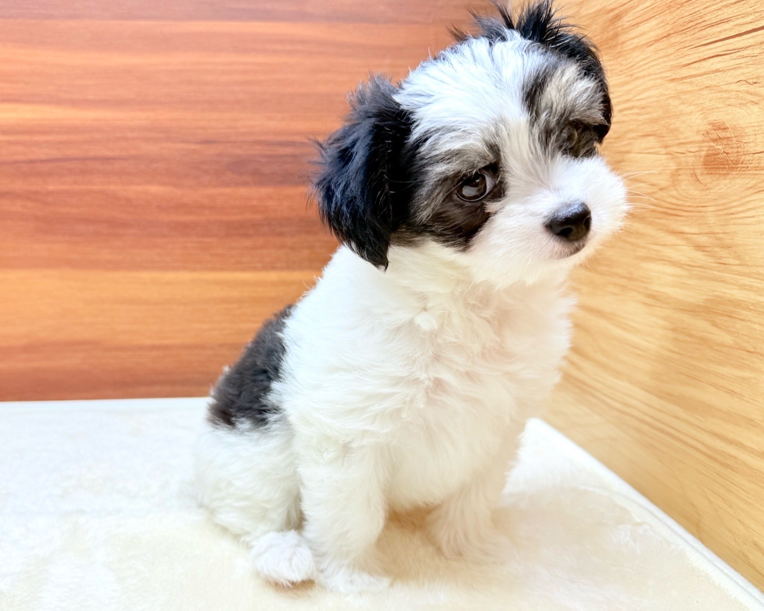 群馬県のハーフ犬・ミックス犬 (かねだいペットトライアル桐生/2025年6月10日生まれ/女の子/ホワイトブラックタン)の子犬の3枚目の画像