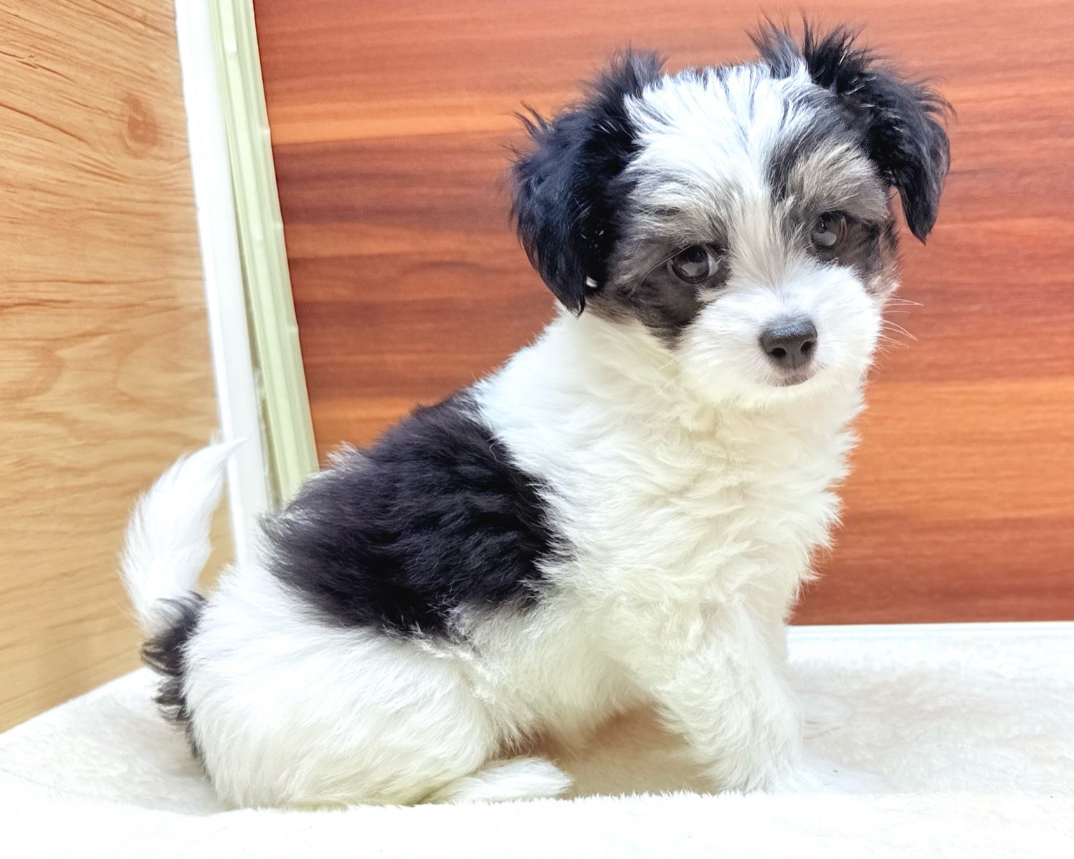 群馬県のハーフ犬・ミックス犬 (かねだいペットトライアル桐生/2025年6月10日生まれ/女の子/ホワイトブラックタン)の子犬の1枚目の画像