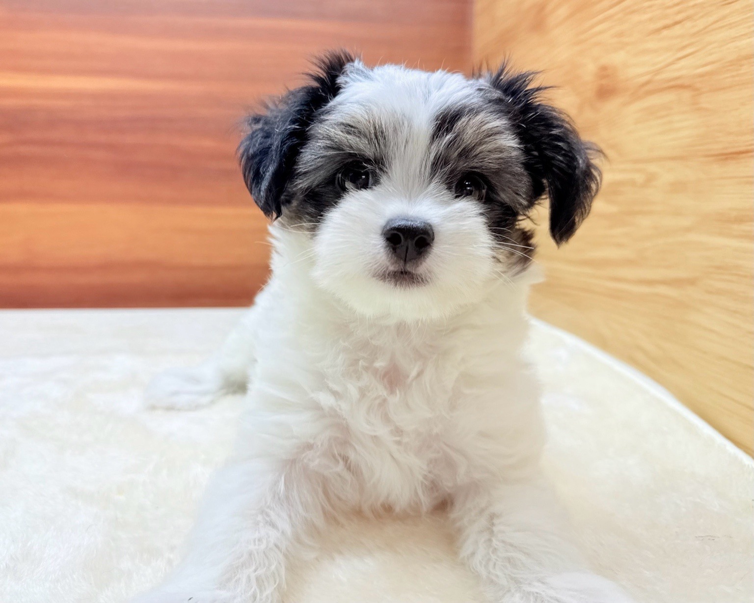 群馬県のハーフ犬・ミックス犬 (かねだいペットトライアル桐生/2025年6月10日生まれ/女の子/ホワイトブラックタン)の子犬の4枚目の画像