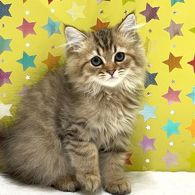 東京都のペルシャ (かねだい足立店/2025年6月10日生まれ/男の子/チンチラゴールデン)の子猫の1枚目の画像