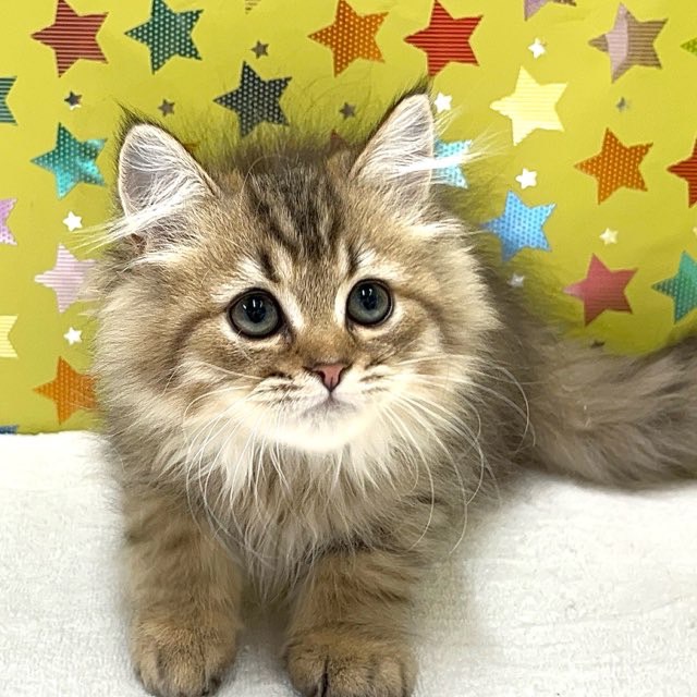 東京都のペルシャ (かねだい足立店/2025年6月10日生まれ/男の子/チンチラゴールデン)の子猫の2枚目の画像