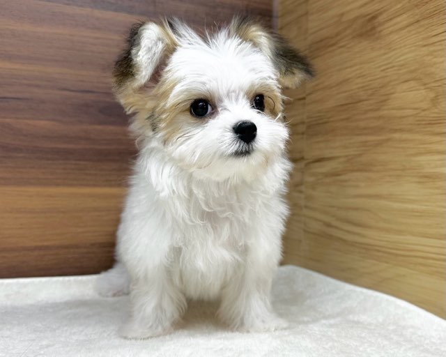 群馬県のハーフ犬・ミックス犬 (かねだいペットトライアル桐生/2025年6月9日生まれ/女の子/ホワイトブラウン)の子犬の2枚目の画像
