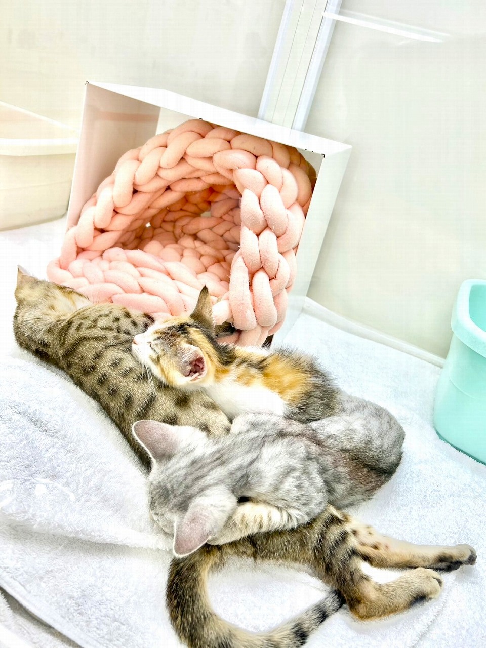 価格の安いベンガル♀動画もチェック♡ / ペットショップ