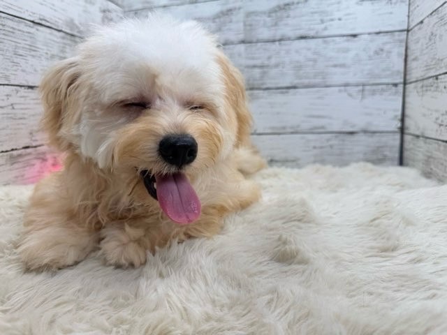 新潟県のハーフ犬・ミックス犬 (かねだいペットトライアル魚沼/2025年2月18日生まれ/男の子/フォーン)の子犬の3枚目の画像
