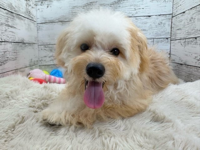 新潟県のハーフ犬・ミックス犬 (かねだいペットトライアル魚沼/2025年2月18日生まれ/男の子/フォーン)の子犬の1枚目の画像