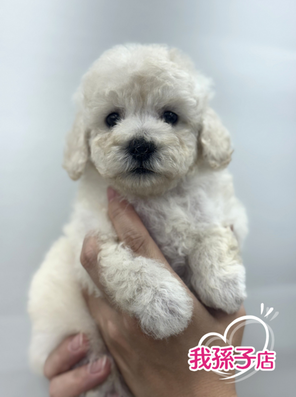 千葉県のトイプードル(トイ) (かねだい我孫子店/2025年7月6日生まれ/男の子/クリーム)の子犬の1枚目の画像