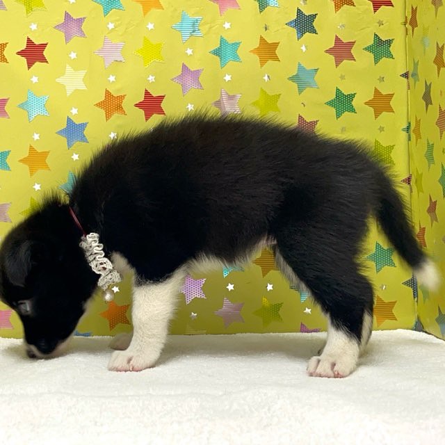 東京都のハーフ犬・ミックス犬 (かねだい足立店/2025年7月12日生まれ/女の子/ブラックホワイト)の子犬の3枚目の画像