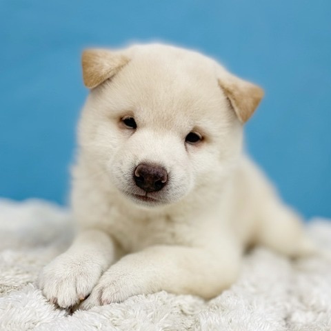 千葉県の柴犬(標準サイズ) (かねだい四街道店/2025年7月12日生まれ/男の子/白)の子犬の1枚目の画像