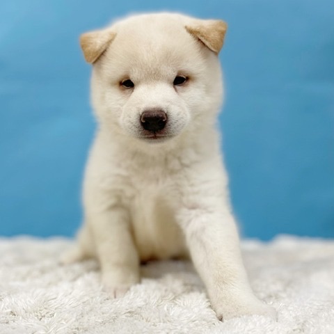 千葉県の柴犬(標準サイズ) (かねだい四街道店/2025年7月12日生まれ/男の子/白)の子犬の2枚目の画像