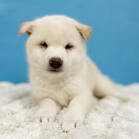 千葉県の柴犬(標準サイズ) (かねだい四街道店/2025年7月12日生まれ/男の子/白)の子犬の3枚目の画像