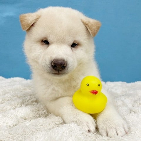 千葉県の柴犬(標準サイズ) (かねだい四街道店/2025年7月12日生まれ/男の子/白)の子犬の4枚目の画像