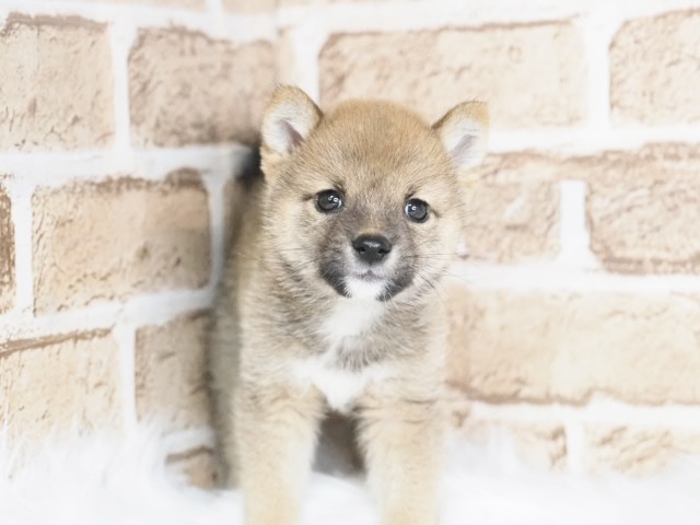 埼玉県の豆柴 (かねだい戸田店/2025年7月7日生まれ/男の子/赤)の子犬