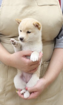 神奈川県の豆柴 (かねだい伊勢原店/2025年7月10日生まれ/女の子/白)の子犬