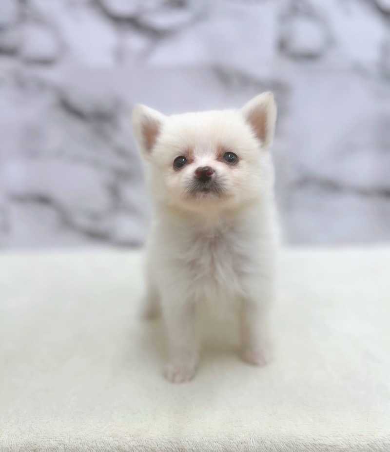 神奈川県のポメラニアン (かねだい東戸塚店/2025年7月9日生まれ/男の子/クリーム)の子犬の1枚目の画像