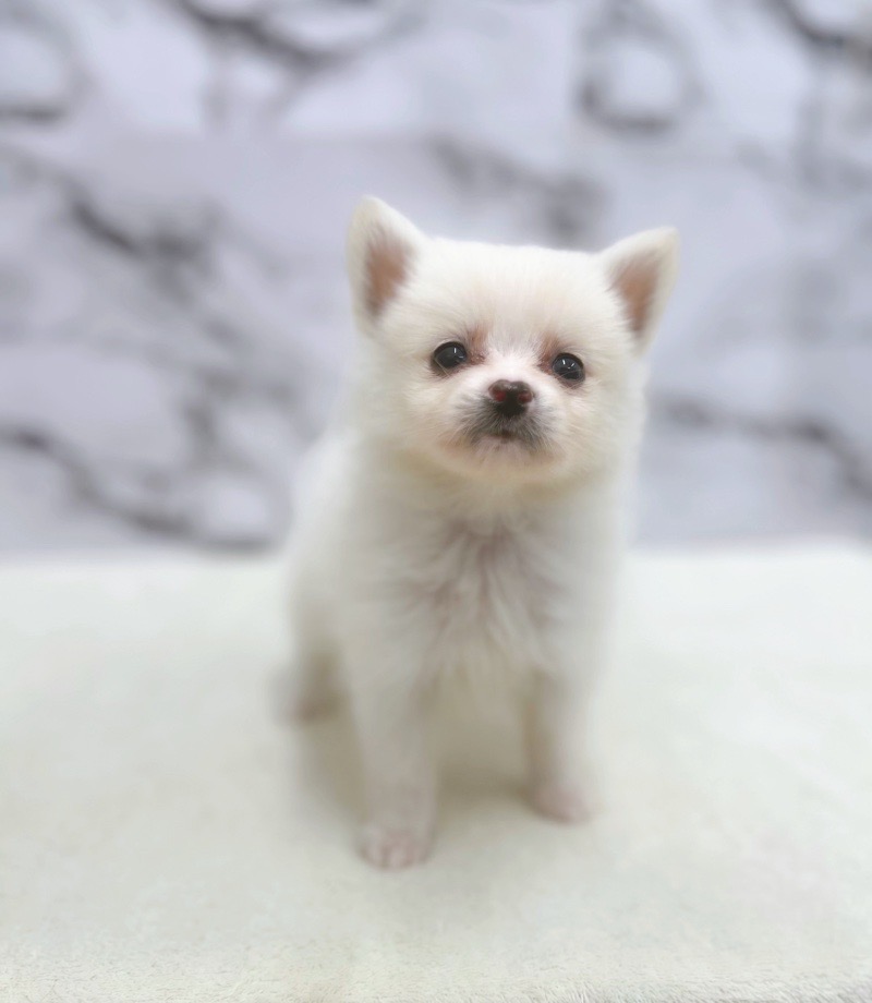 神奈川県のポメラニアン (かねだい東戸塚店/2025年7月9日生まれ/男の子/クリーム)の子犬の2枚目の画像
