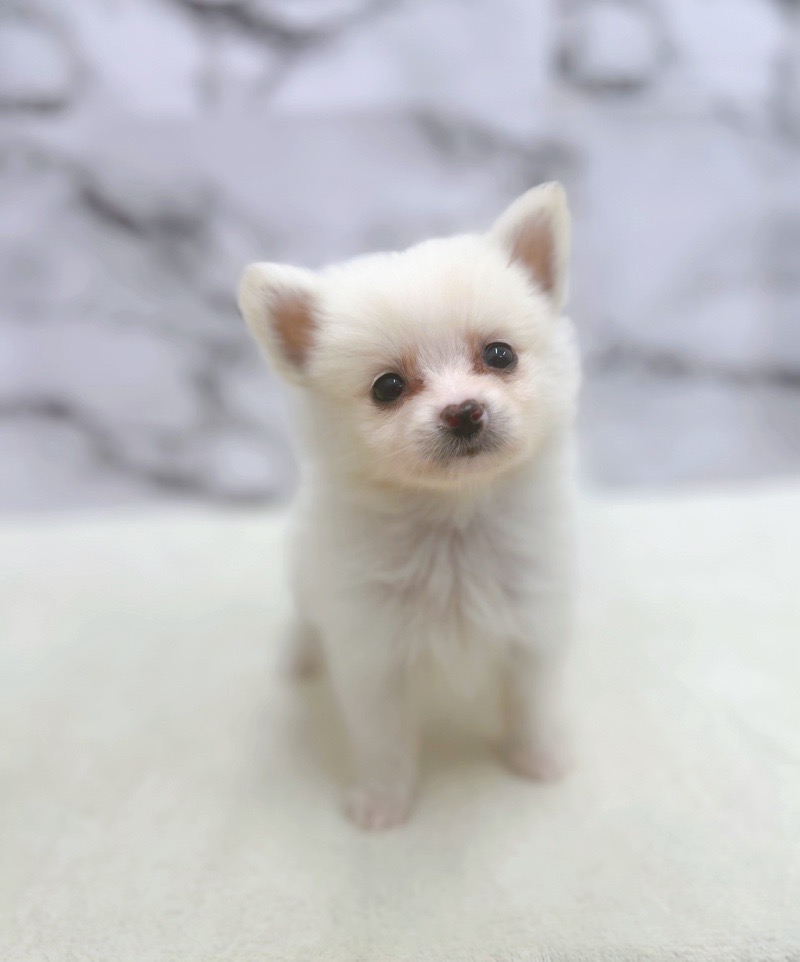神奈川県のポメラニアン (かねだい東戸塚店/2025年7月9日生まれ/男の子/クリーム)の子犬の3枚目の画像