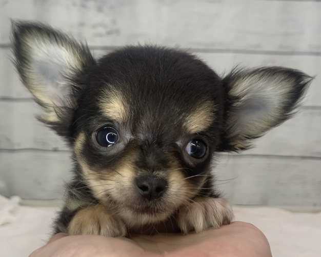 千葉県のチワワ(ロング) (かねだい千葉店/2025年7月7日生まれ/男の子/ブラックタン)の子犬の1枚目の画像