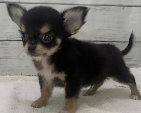 千葉県のチワワ(ロング) (かねだい千葉店/2025年7月7日生まれ/男の子/ブラックタン)の子犬の2枚目の画像