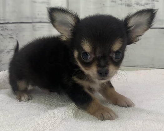 千葉県のチワワ(ロング) (かねだい千葉店/2025年7月7日生まれ/男の子/ブラックタン)の子犬の3枚目の画像